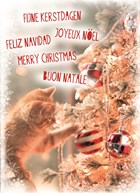 meertalig kat en kerstboom